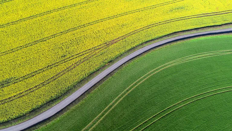 A car driving through a rapeseed field.