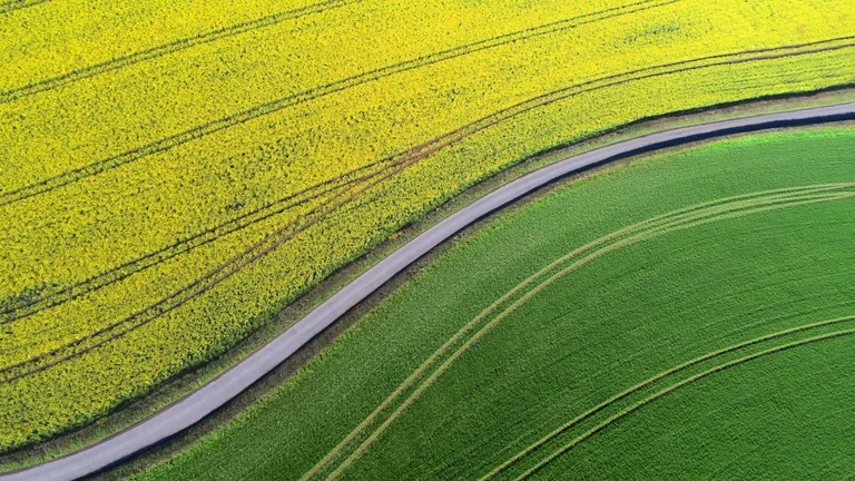 A car driving through a rapeseed field.